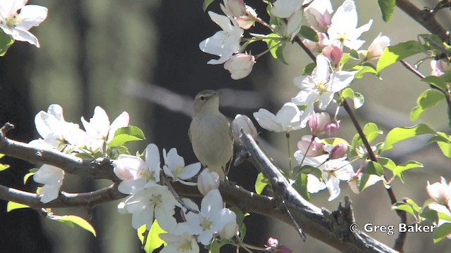 Booted Warbler - ML201822251