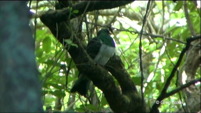 Yeni Zelanda Güvercini (novaeseelandiae) - ML201822261