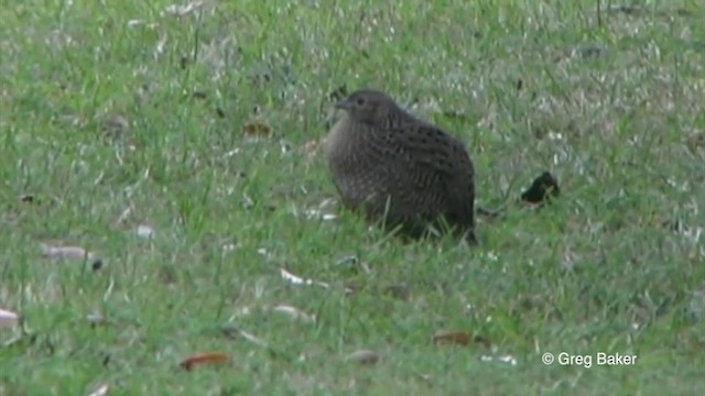 Brown Quail - ML201822291