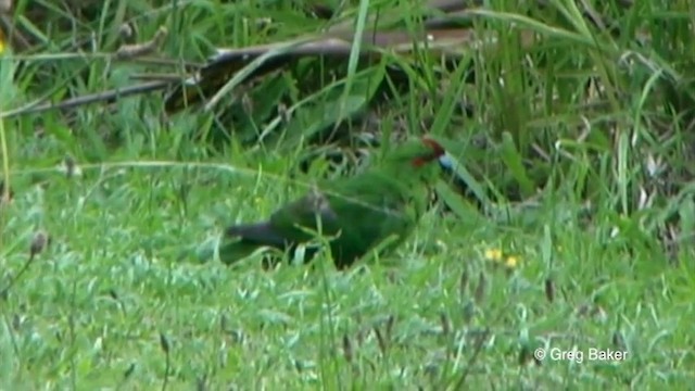 Red-crowned Parakeet - ML201822301
