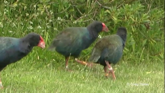 South Island Takahe - ML201822341