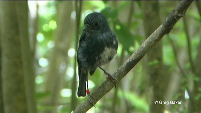 North Island Robin - ML201822371