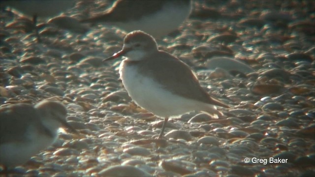 Wrybill - ML201822381