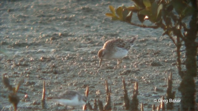 Sharp-tailed Sandpiper - ML201822391