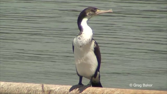 Pied Cormorant - ML201822411