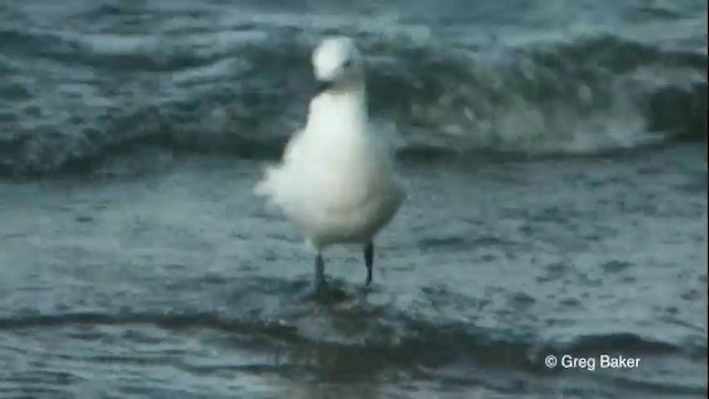 Silver Gull (Red-billed) - ML201822421