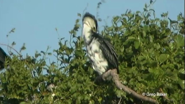 Little Pied Cormorant - ML201822441