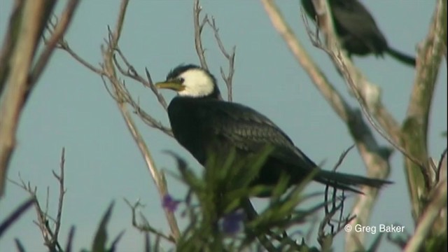 シロハラコビトウ - ML201822451