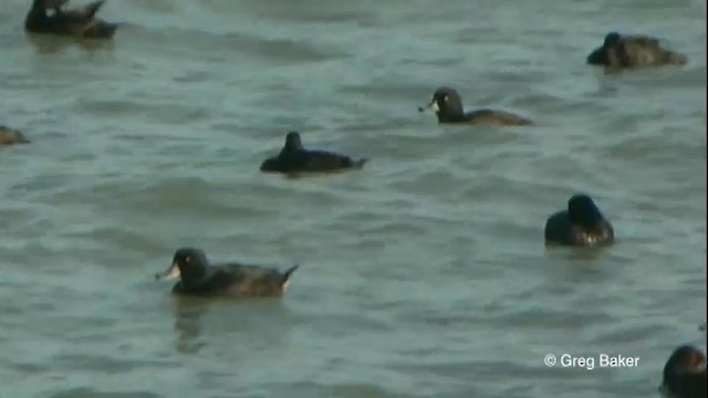 New Zealand Scaup - ML201822481