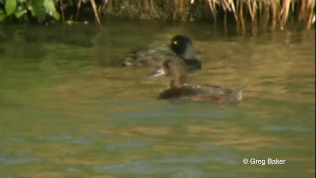 New Zealand Scaup - ML201822491