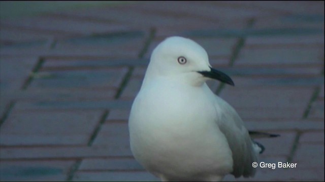 Gaviota Maorí - ML201822611