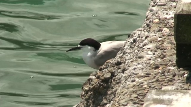 White-fronted Tern - ML201822651