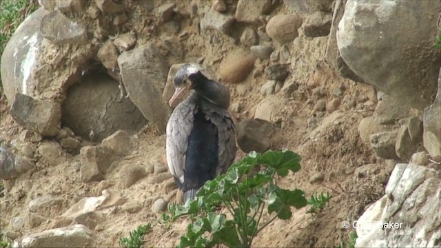 Spotted Shag - ML201822661