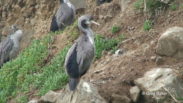 Cormorán Moteado - ML201822671