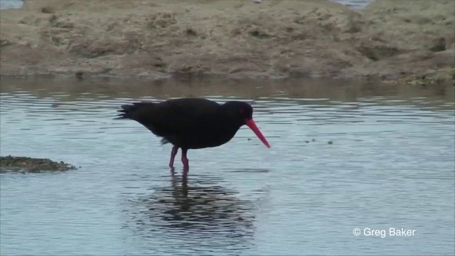 Yeni Zelanda Kara Poyrazkuşu - ML201822681