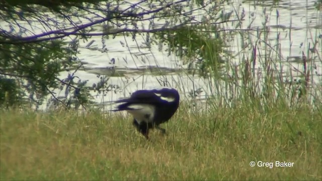 Australian Magpie - ML201822691