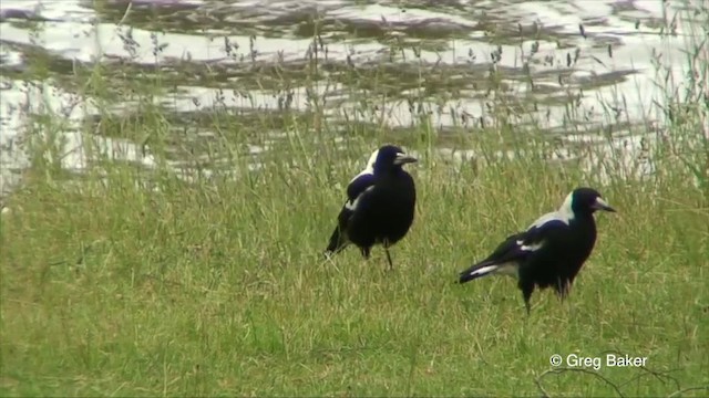 Australian Magpie - ML201822701