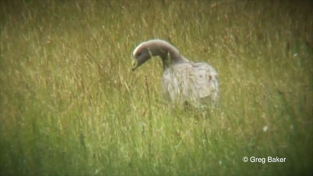 Cape Barren Goose - ML201822711