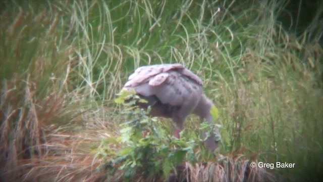 Cape Barren Goose - ML201822721