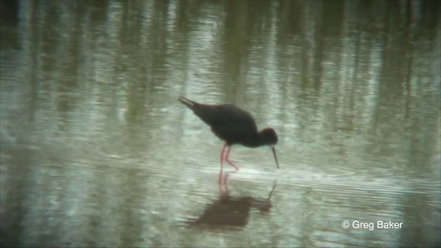 Black Stilt - ML201822761