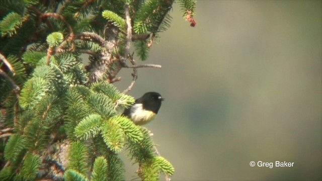 Tomtit Bülbülü [macrocephala grubu] - ML201822791