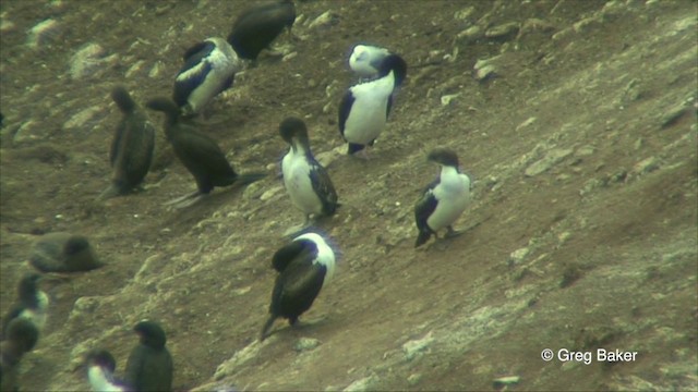 Stewart Island Shag - ML201822821