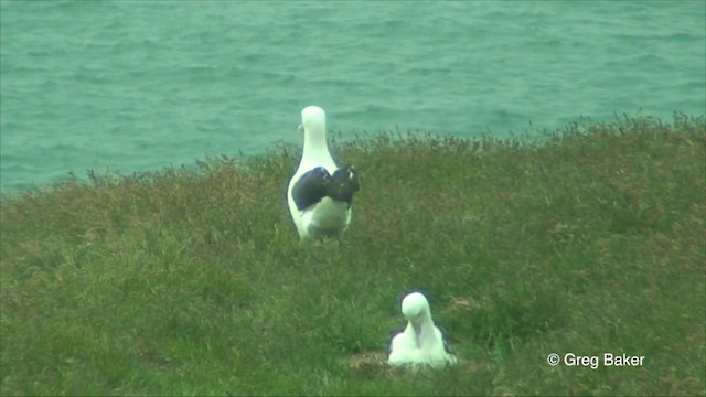 Northern Royal Albatross - ML201822831