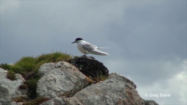 White-fronted Tern - ML201822851