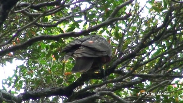 New Zealand Kaka - ML201822861