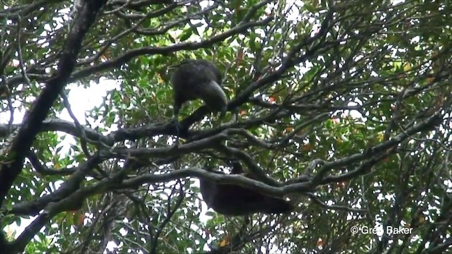 New Zealand Kaka - ML201822871