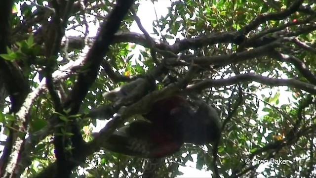 New Zealand Kaka - ML201822881