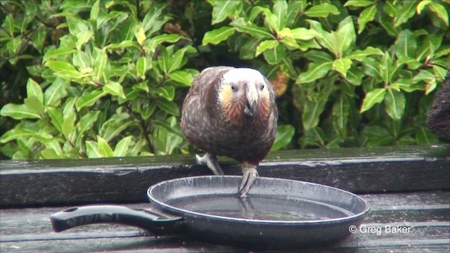 New Zealand Kaka - ML201822921