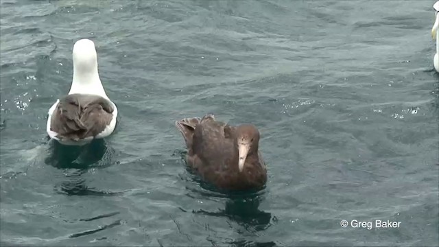 Northern Giant-Petrel - ML201822991