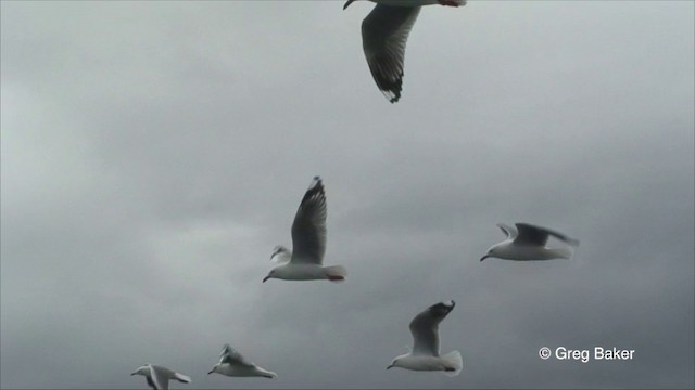 Mouette argentée (scopulinus) - ML201823001