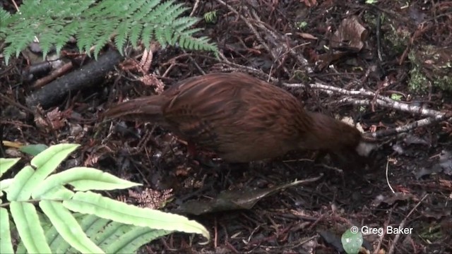 chřástal weka - ML201823051