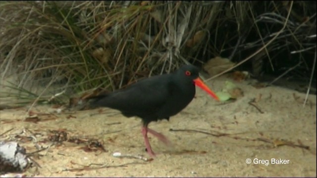 Variable Oystercatcher - ML201823071