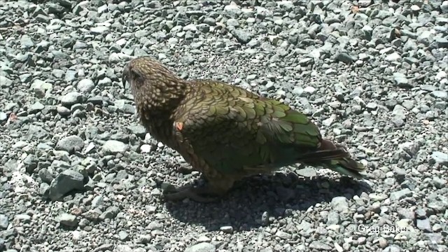 Kea - ML201823091