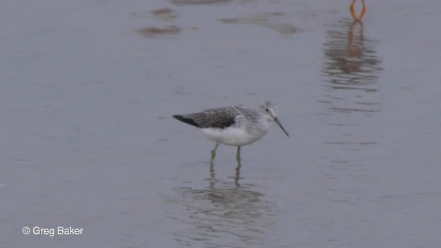 Common Greenshank - ML201823111