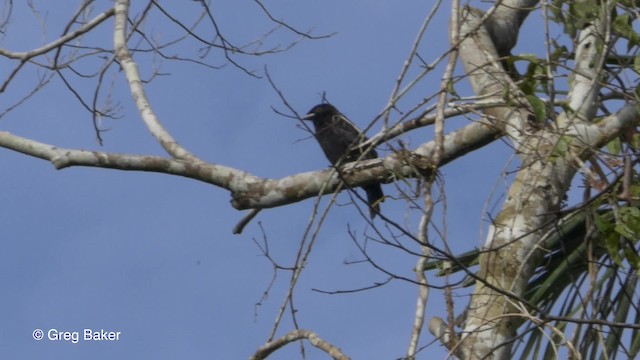 Purple-throated Fruitcrow - ML201823151