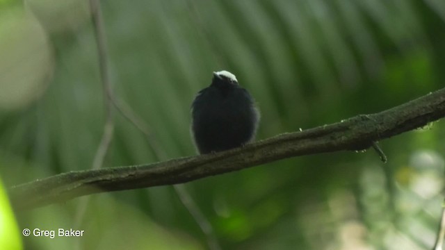 Ak Taçlı Manakin [microlopha grubu] - ML201823161