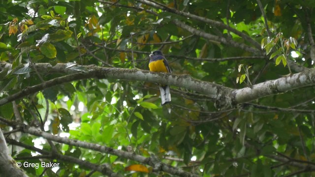 trogon zelenohřbetý - ML201823171