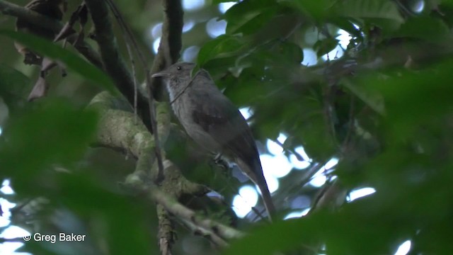 Guardabosques Gritón - ML201823211