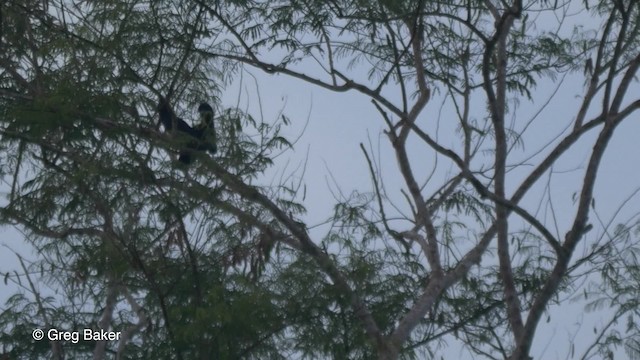 Амазонская зонтичная птица - ML201823271
