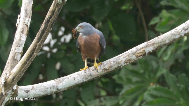 Double-toothed Kite - ML201823291