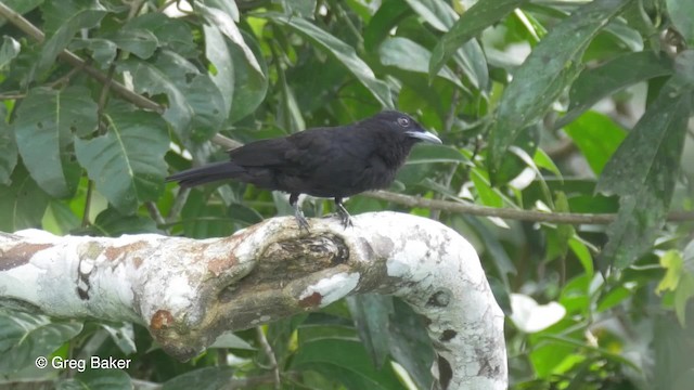 Purple-throated Fruitcrow - ML201823321