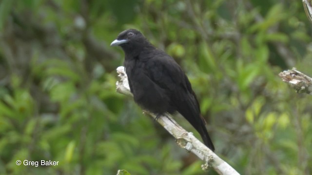 Purple-throated Fruitcrow - ML201823331