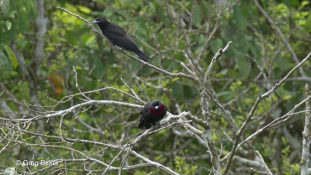 Purple-throated Fruitcrow - ML201823341