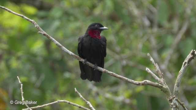 Purple-throated Fruitcrow - ML201823351