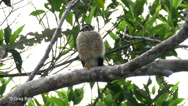 Double-toothed Kite - ML201823361