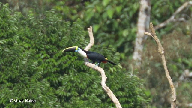 White-throated Toucan (Cuvier's) - ML201823401